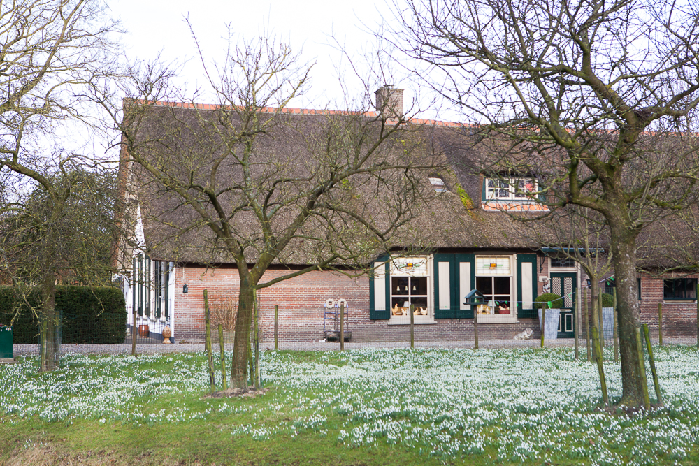 Huis met bloeiende voorjaarsbollen in de boomgaard.